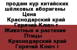 продам кур китайских шёлковых аборигены › Цена ­ 300 - Краснодарский край, Горячий Ключ г. Животные и растения » Птицы   . Краснодарский край,Горячий Ключ г.